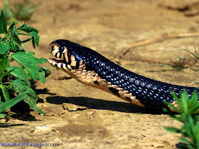 Tiger Snake