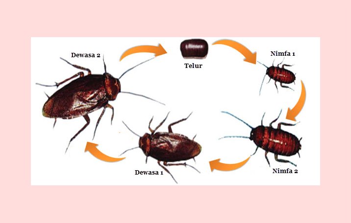  Metamorfosis  Pengertian Proses Jenis Riolan