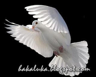 merpati mujahidin