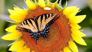 Gambar Bunga Matahari Paling Indah 200017_Sunflower