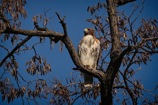 Amelia taking a sun bath in her favorite locust tree.