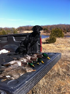 alt="North Texas Retriever Trainers"