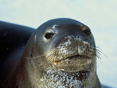 Resultado de imagem para foca monge do caribe