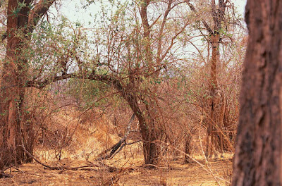 exemplos de camuflagem animal - fotografia de Art Wolfe