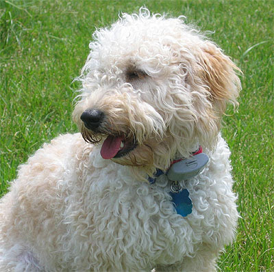 goldendoodle puppy red. goldendoodle puppy cut.