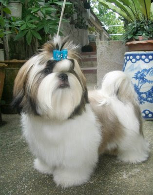 Shih Tzu Puppies Photos | Puppy Photos | Puppies Pictures | Dog Breeds