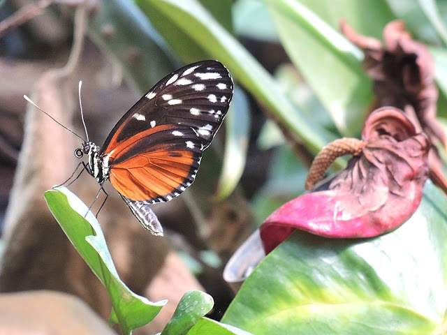 de zoo: magie in de vlindertuin