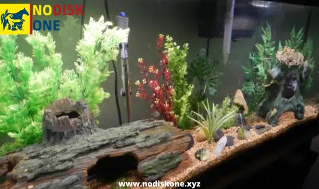 Ornamental Fish Tank: Step by Step Water Change Guide