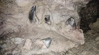 Meghalaya Expedition Reveals Rare 30-40 Million-Year-Old Fossil Structures