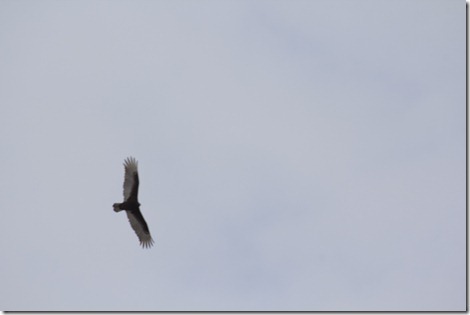 turkey_vulture