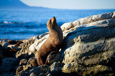 Kaikoura, seal colony