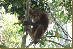 Sepilok (7)