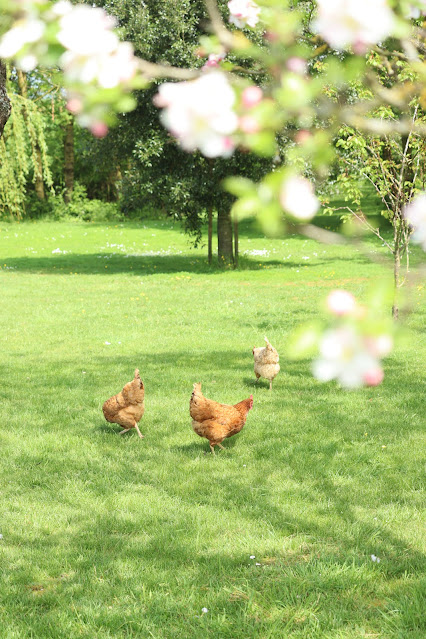 Avoir poules conseils pour bien débuter