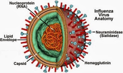 influenzafigure1