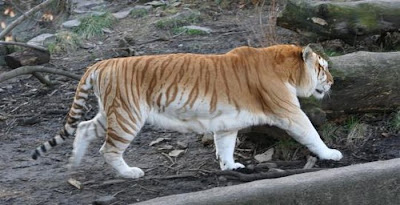 Unusual Golden Tabby Tiger Seen On www.coolpicturegallery.us