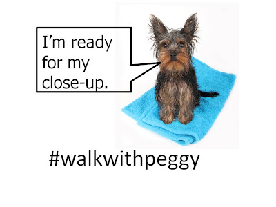 #walkwithpeggy, Peggy Adams Animal Rescue league, Adopt a dog, Adopt a Cat, Downtown at the Gardens, Barry Crown Walk for the Animals