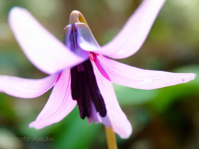 Erythronium japonicum