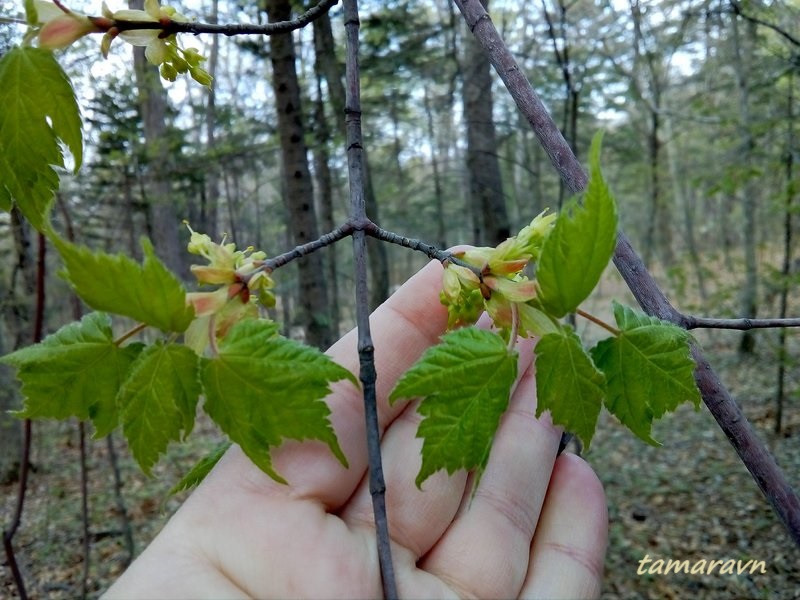 Клён бородатый / Клён бородчатонервный (Acer barbinerve)