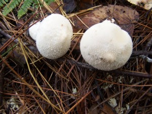 wild mushrooms