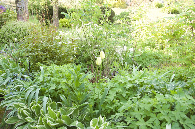 Planter des vivaces, couverture du sol, Jardin à l'anglaise,vivaces,mixed-border,plate bande
