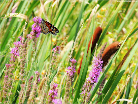 Granjas de Massachusetts: Juncos y Mariposa 