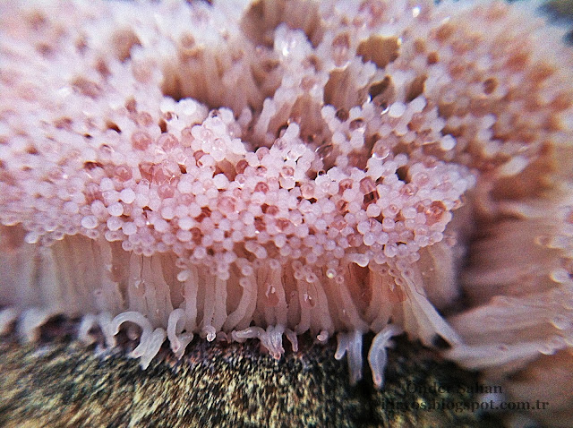 Beyaz makro mantar , macro fungi 