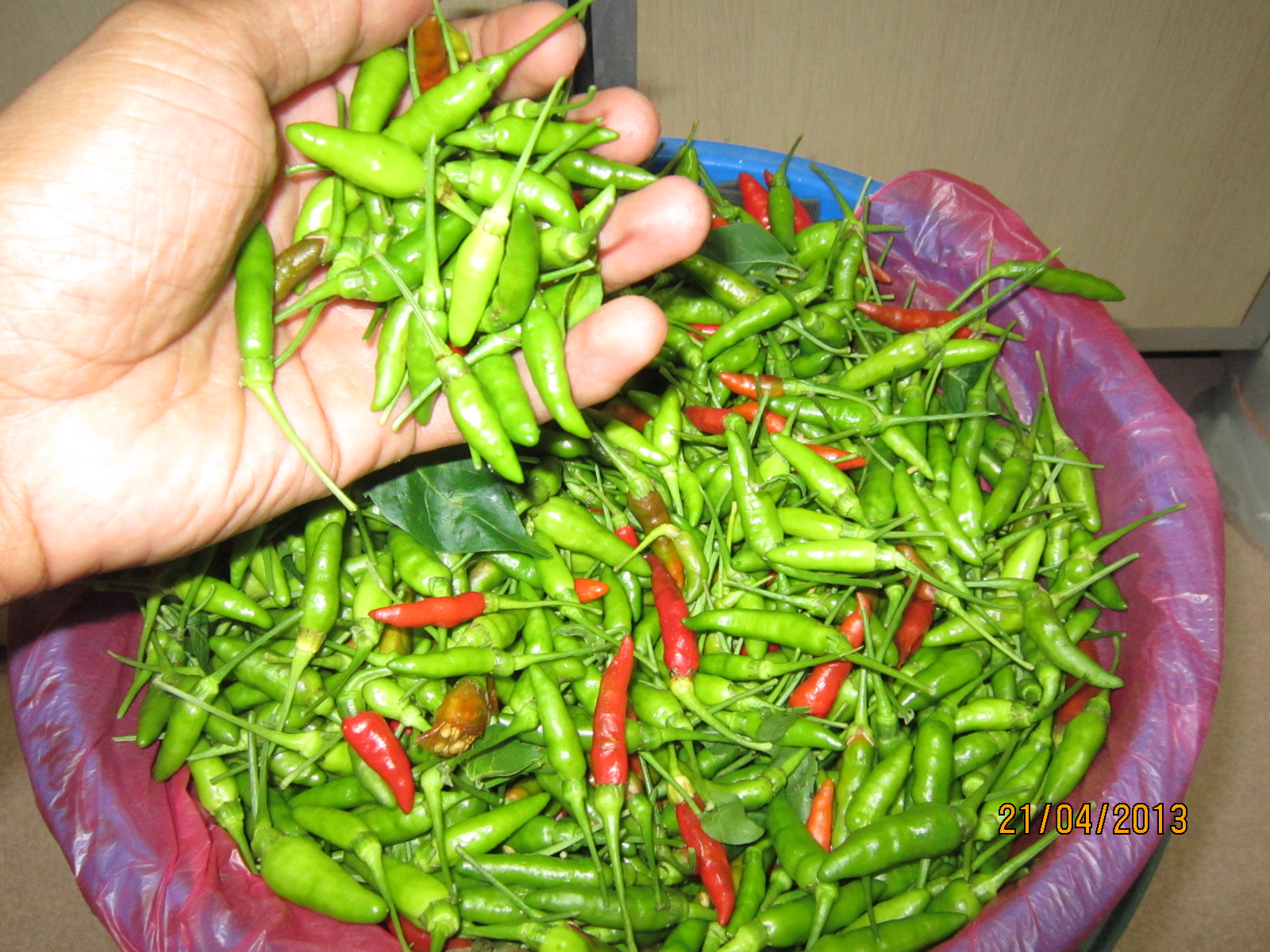 QudRiFaRm Tanaman Cili Padi QudRiFaRm QudRiFaRm Tanaman Cili Padi QudRiFaRm