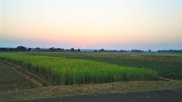 Mustard Field