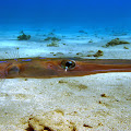 Unseen Long Fish Wallpaper