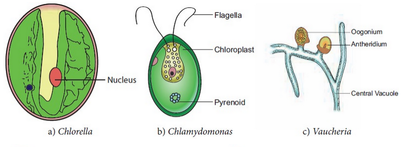 Types of microorganisms