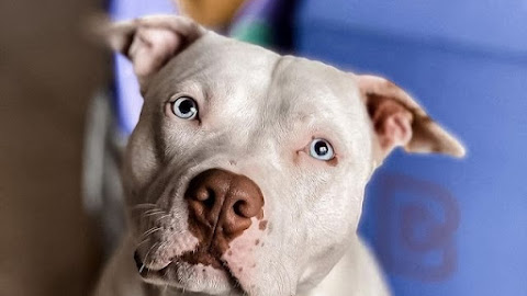 Types of Pit Bulls: Everything You Need to Know