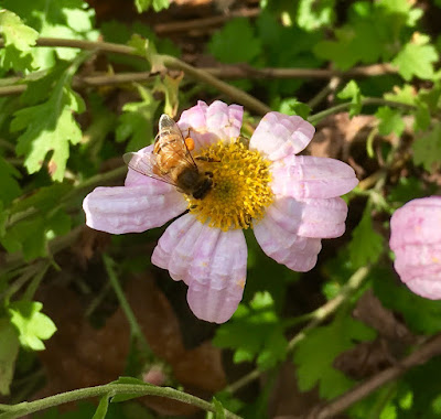 bee, beekeeping, chrysanthemum, foraging, winter, pollen, 