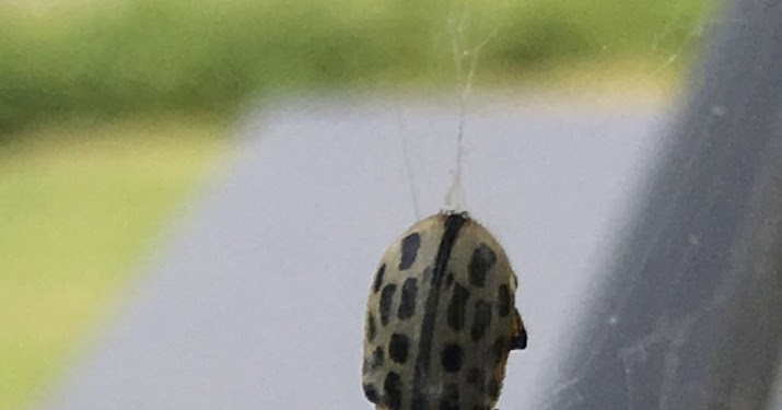 白黒テントウムシ 大量発生 それでフランス語でテントウムシをググってみたら しろみみよしか 白耳義香 のベルギーのかをり