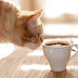 Αρέσει στη γάτα η μυρωδιά του καφέ;