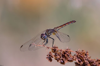 libelula-violeta-trithemis-annulata-Hembra-posada-