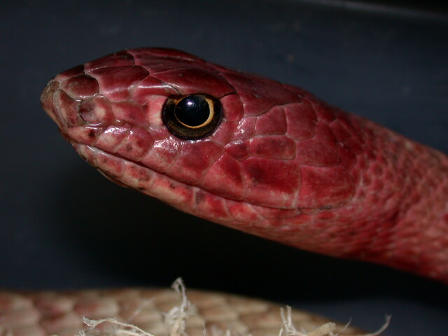 The Animal For Just Red Racer Snake