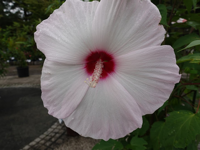 とっとり花回廊のハイビスカス