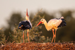 Wildlifefotografie Weißstorch Lippeaue Olaf Kerber