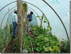 Comunidad Ancatruz - Paraje Zaina Yegua - Vivero Hortícola y Forestal en producción