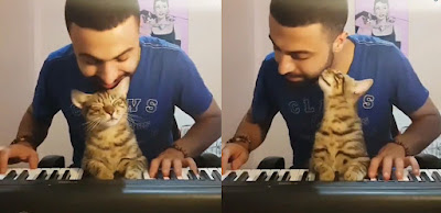 Te derretirás cuando veas a este gato apoyando a su dueño tocando el piano