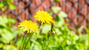 The Healing Power of Dandelion: A Natural Ally Against Breast Cancer, Hypertension, Cholesterol, and Liver Health