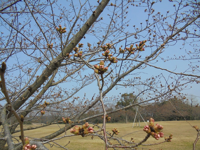 ソメイヨシノ桜の蕾