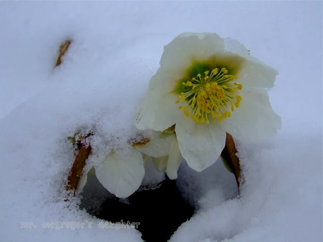 Rites of Spring, Chicago Style