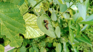 A small Fall Armyworm making its way up a leaf.