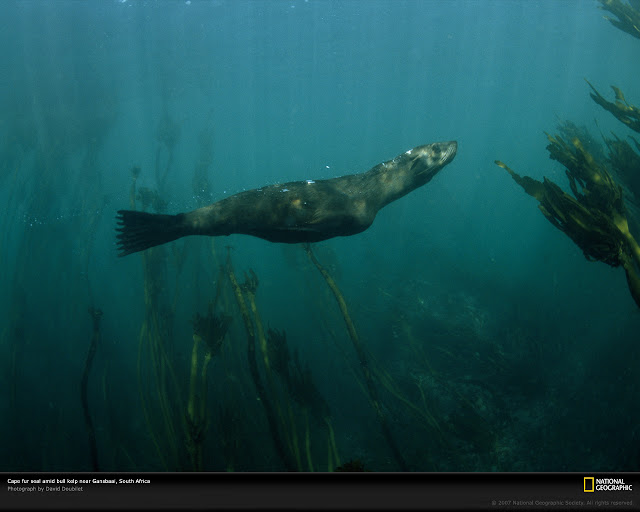 cape fur seal kelp 707638 xl جزيرة الفقمة: حيث القرش الابيض الكبير يصطاد الفقمة داخل حلقة الموت