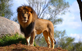 Lion 