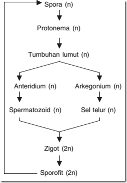 metagenesis lumut