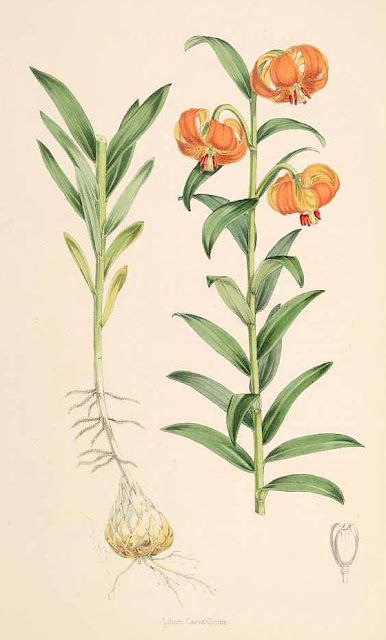 Лилия карниольская (Lilium carniolicum)
