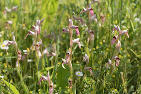 Greater Tongue Orchids - Tiptree, Essex