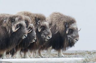 Musk oxen put up a defensive ring around their young in Alaska's Arctic National Wildlife Refuge. (Photograph Credit: Peter Mather, National Geographic Creative) Click to Enlarge.